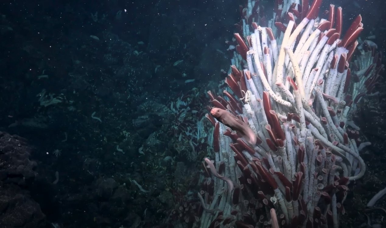 Hidden ‘underworld’ discovered beneath deep sea hydrothermal vents
