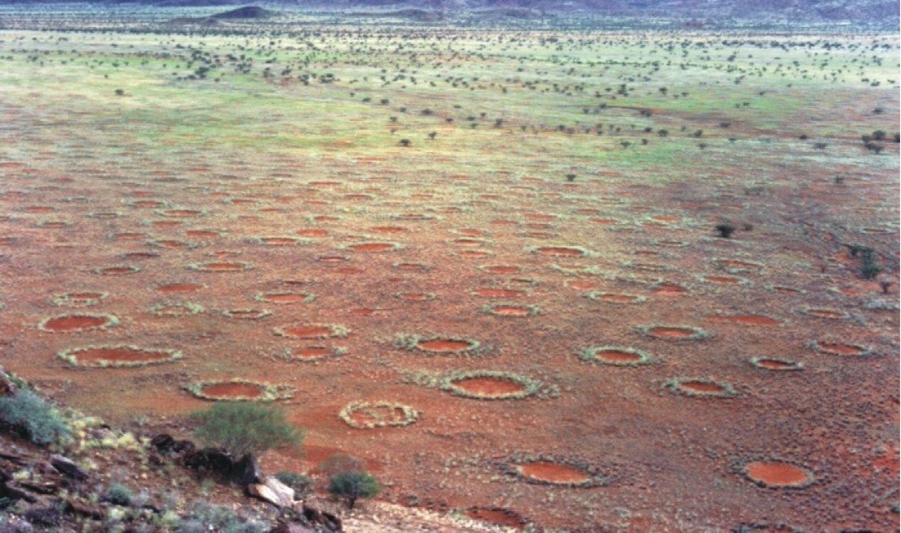 Fairy circles are cropping up everywhere and nobody knows why