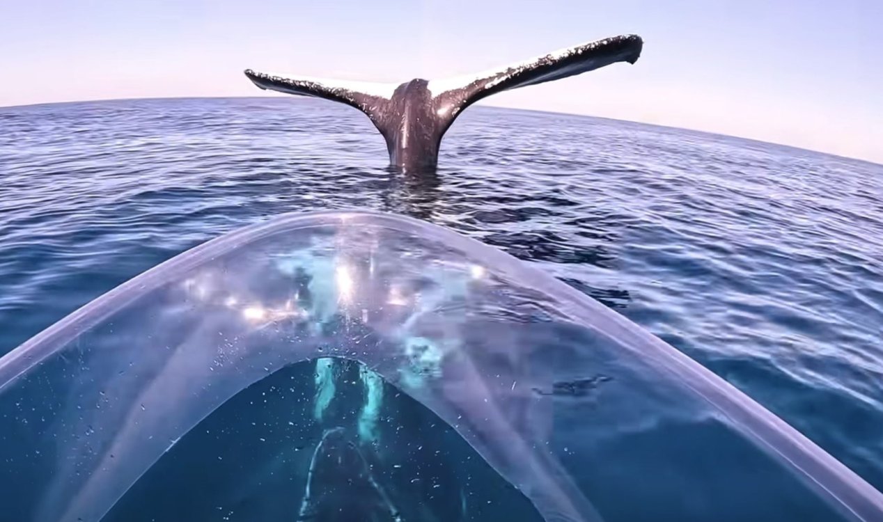 Kayaker comes across humpback whale that appears frozen in place