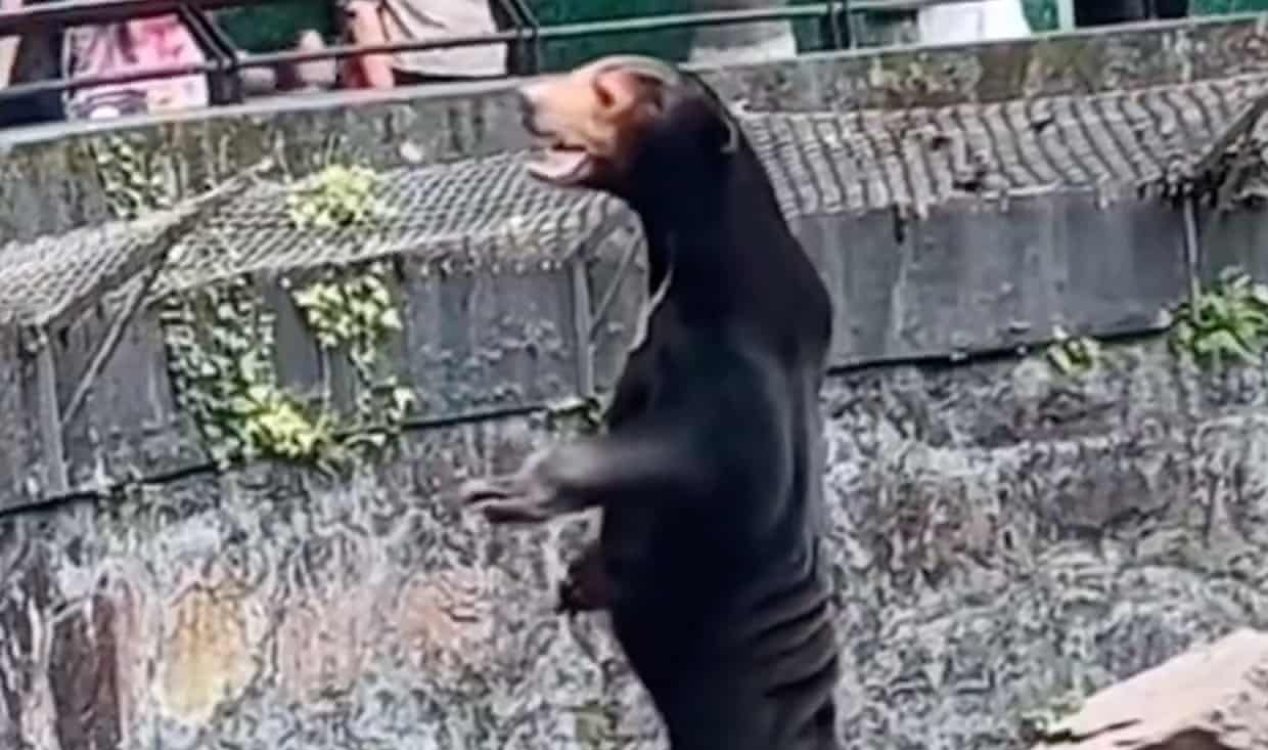Sun bears are so human-like they can be mistaken for people in suits
