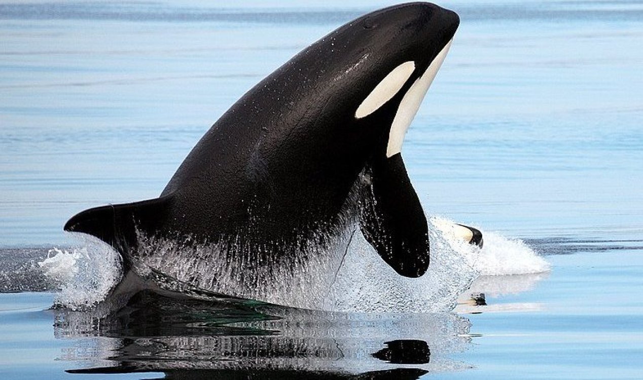 Orcas are attacking boats and the phenomenon seems to be spreading