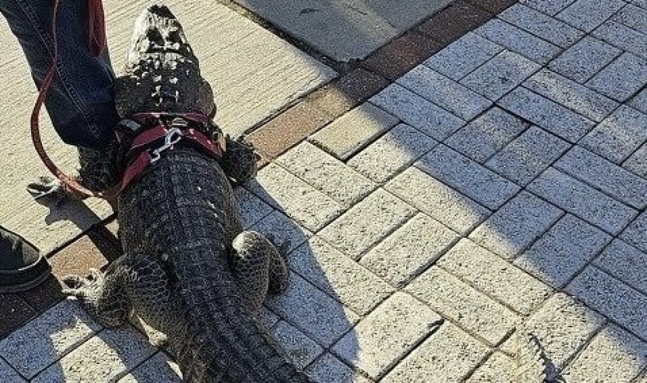 Man with ’emotional support alligator’ denied access to stadium